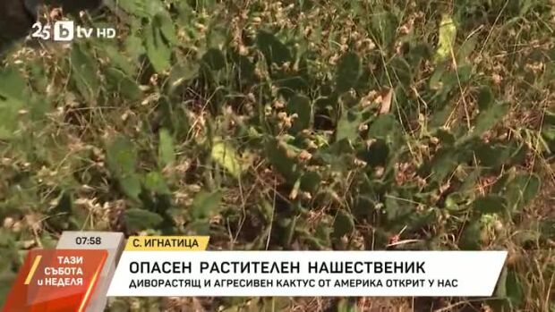 Снимка: Нашествие на кактуси у нас
