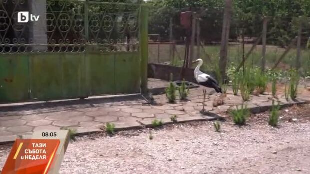 Снимка: Хора помагат на малък щъркел да полети отново