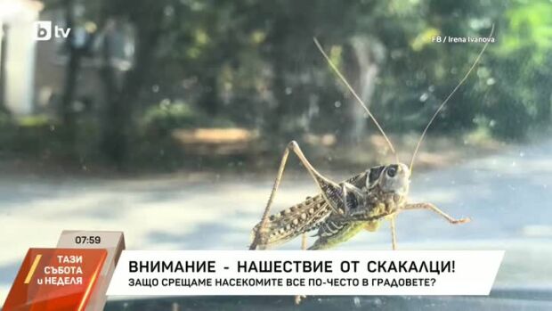 Снимка: Нашествие на скакалци! Защо срещаме насекомите все по-често в градовете?