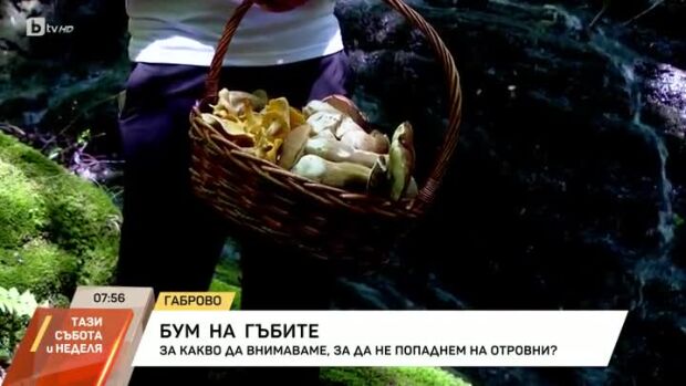 Снимка: Бум на гъбите: За какво да внимаваме, за да не попаднем на отровни?