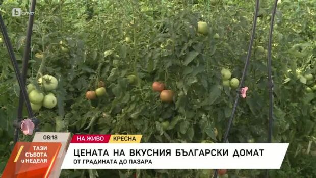 Снимка: Ниска изкупна цена на българските зеленчуци