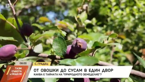 Снимка: От овошки до сусам в един двор