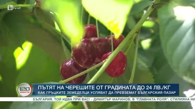 Снимка: Пътят на черешите
