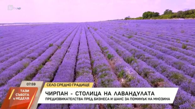 Снимка: Чирпан - столица на лавандулата