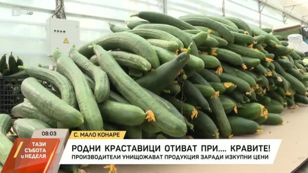 Снимка: Родни краставици отиват при... кравите