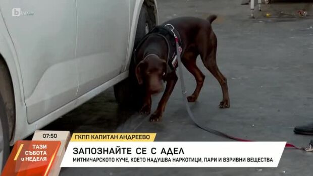 Снимка: Запознайте се с кучето Адел