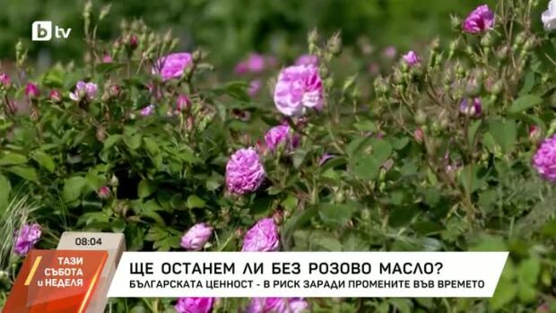 Снимка: Ще останем ли без розово масло?