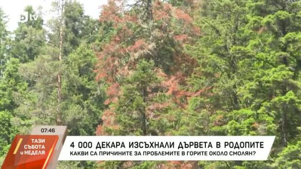 Снимка: 4000 декара изсъхнали дървета в Родопите