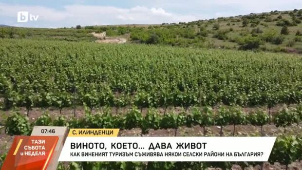 Снимка: Всяка лозова редица носи историята на един род