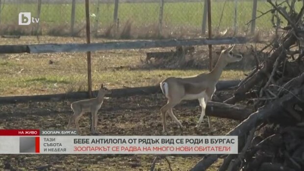 Снимка: Бебе антилопа от рядък вид се роди в зоопарка в Бургас
