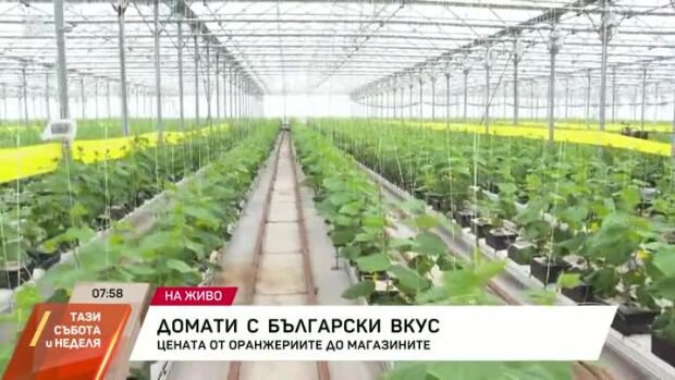 Снимка: Домати с български вкус