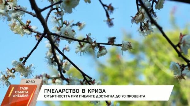 Снимка: Пчеларство в криза