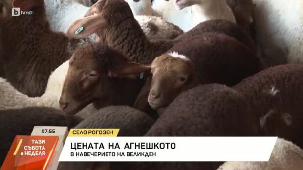 Снимка: Каква ще бъде цената на агнешкото месо за Великден?