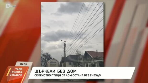 Снимка: Щъркели без дом