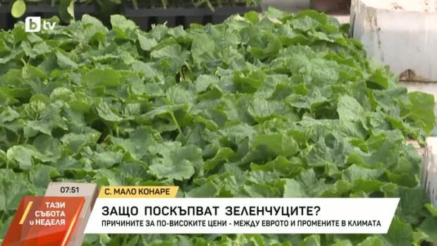 Снимка: Защо поскъпват зеленчуците?