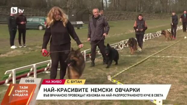 Снимка: Най-красивите немски овчарки