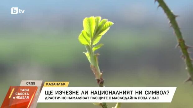 Снимка: Ще изчезне ли националният ни символ?