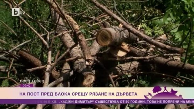 Снимка: На пост пред блока срещу рязане на дървета
