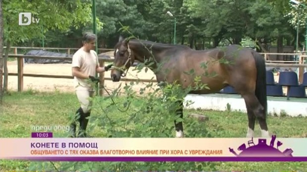 Снимка: Как конете помагат на хора с увреждания?