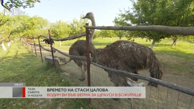 Снимка: Отиваме във ферма за щрауси