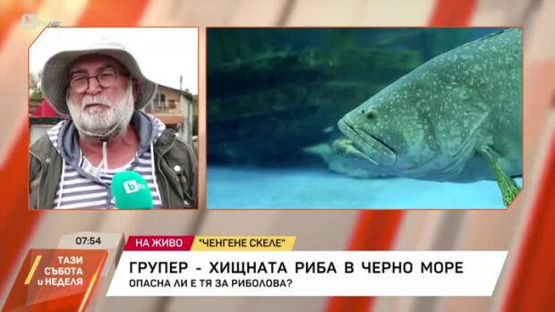 Снимка: Опасен хищник се размножава във водите на Черно море