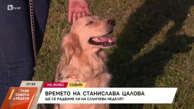 Снимка: Как да предпазим домашните любимци от кърлежи?