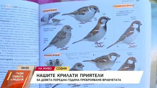 Снимка: Броим врабчетата за девета поредна година
