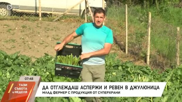 Снимка: Да отглеждаш аспержи и ревен в Джулюница