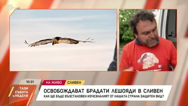 Снимка: Освобождават брадати лешояди в Сливен