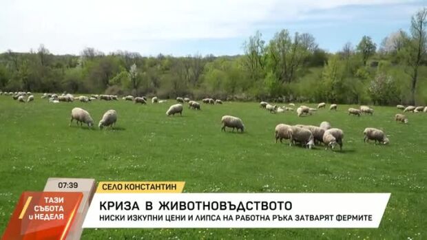 Снимка: Криза в животновъдството