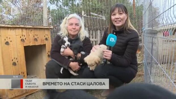 Снимка: Как да осиновим кученце?