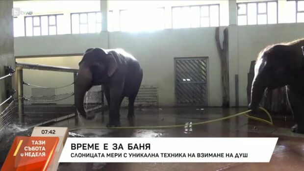 Снимка: Слоницата Мери - с уникална техника за взимане на душ