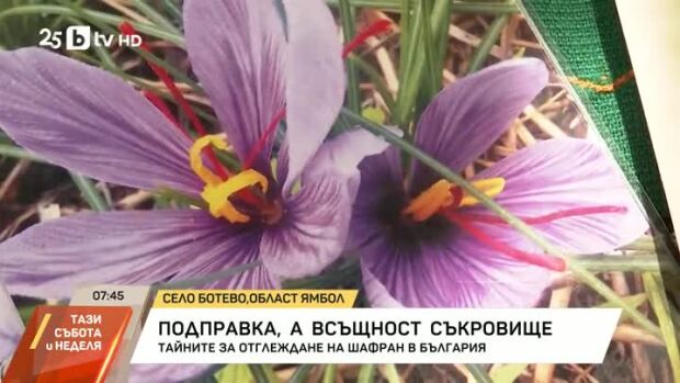 Снимка: Тайните за отглеждане на шафран в България