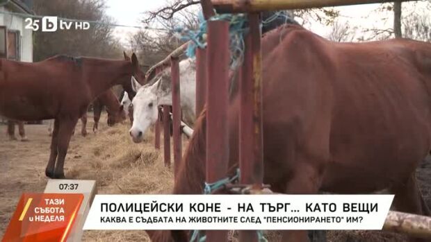 Снимка: Полицейски коне - на търг... като вещи