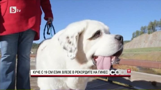 Снимка: Куче с 19 см. език влезе в рекордите на Гинес