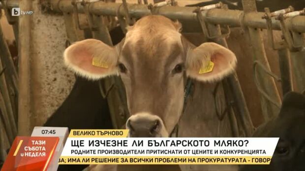 Снимка: Ще изчезне ли българското мляко?