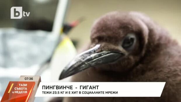 Снимка: Пингвинче гигант тежи 23,5 килограма