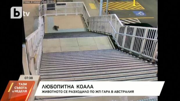 Снимка: Любопитна коала се разходи в гара в Австралия