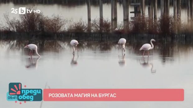 Снимка: Розовата магия на Бургас