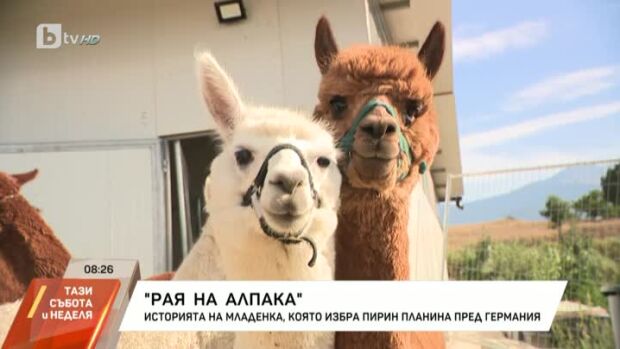 Снимка: Раят на алпаките - историята на Младенка, която избира Пирин планина пред Германия