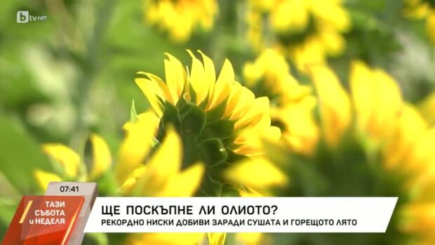 Снимка: Ще поскъпне ли олиото?