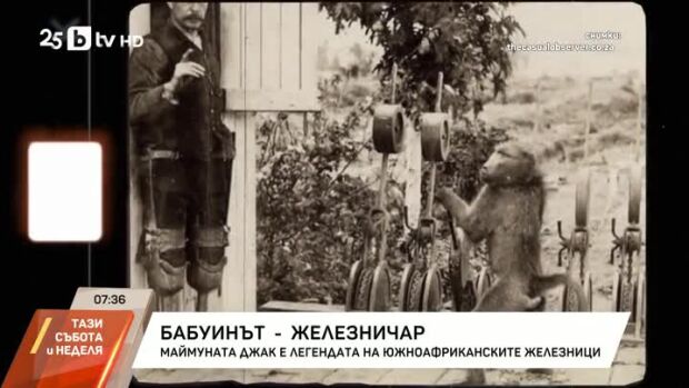 Снимка: Бабуинът железничар