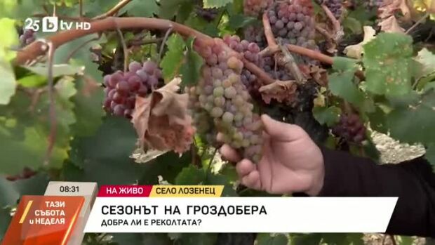Снимка: Сезонът на гроздобера