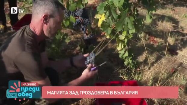 Снимка: Кръстовден - началото на гроздобера и края на лятото