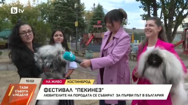 Снимка: Фестивал на пекинеза в Костинброд