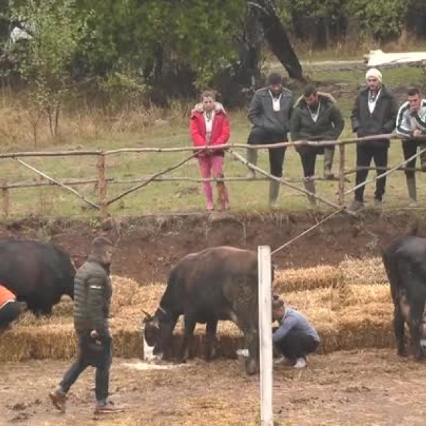 Часът на истината за жените във фермата настъпи