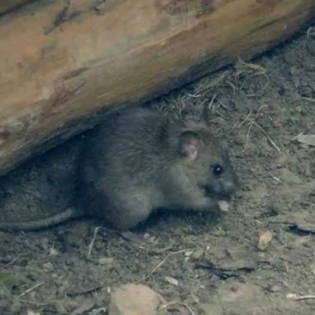 Поли е ужасена, че може да дойдат плъховете