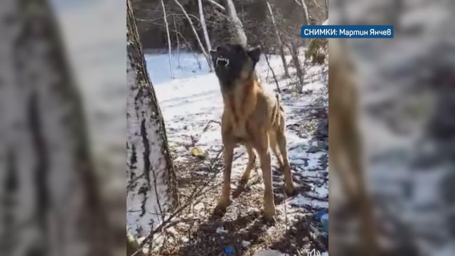 Жестокост към животни: Откриха оковано с карабинери и вериги куче край София (видео)