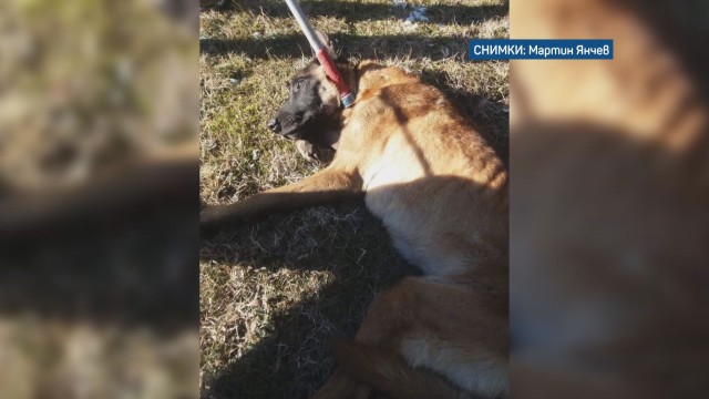 Жестокост към животни: Откриха оковано с карабинери и вериги куче край София (видео)