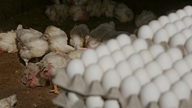 На места в страната яйцата продължават да поскъпват показват данните